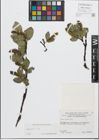 Foto von Salix glabra Scop.